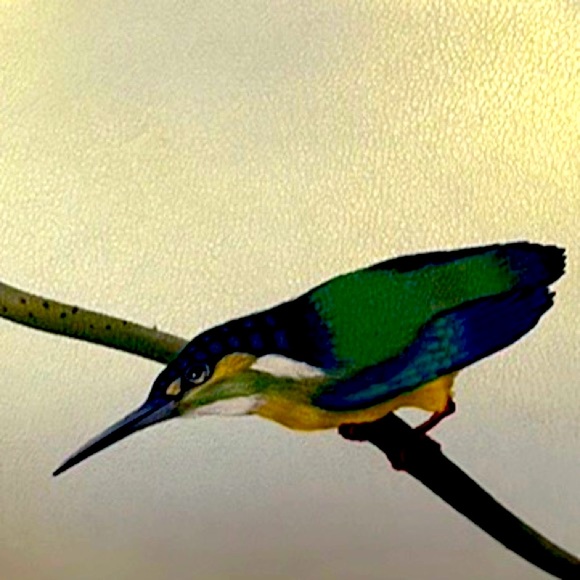 RARE FINE WHITE LEATHER IRIDISCENTE HANDBAG. Bird Printed. Sophisticate&Elegant - Picture 2 of 9